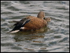 red_shoveler_208162