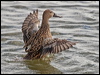 red_shoveler_208168