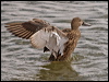 red_shoveler_208170