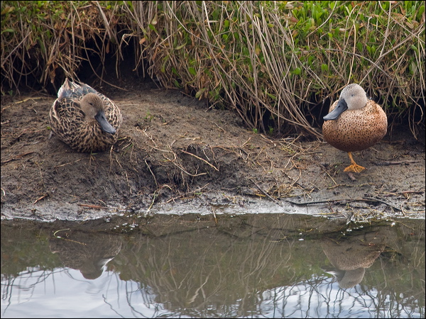 Red Shoveler red_shoveler_208065.psd