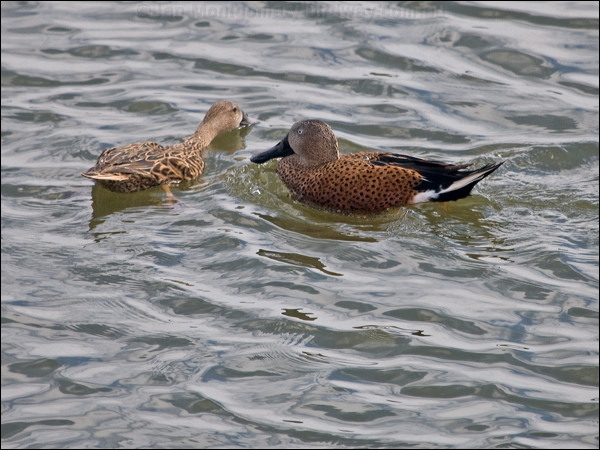 Red Shoveler red_shoveler_208156.psd
