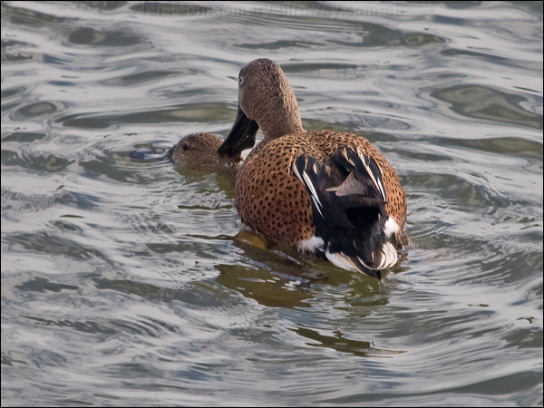 Red Shoveler red_shoveler_208160.psd