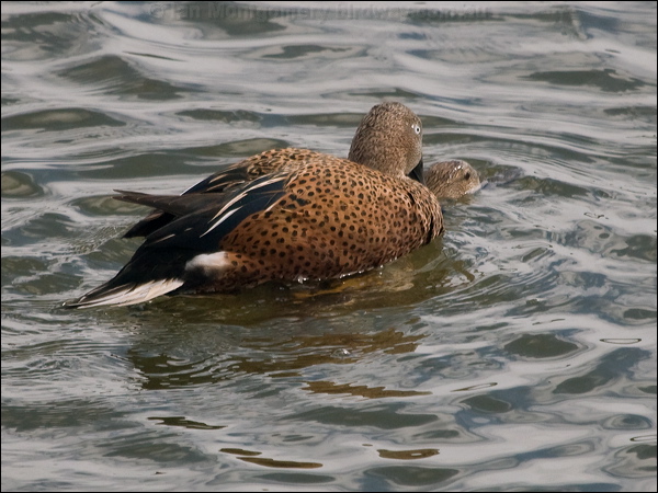 Red Shoveler red_shoveler_208162.psd