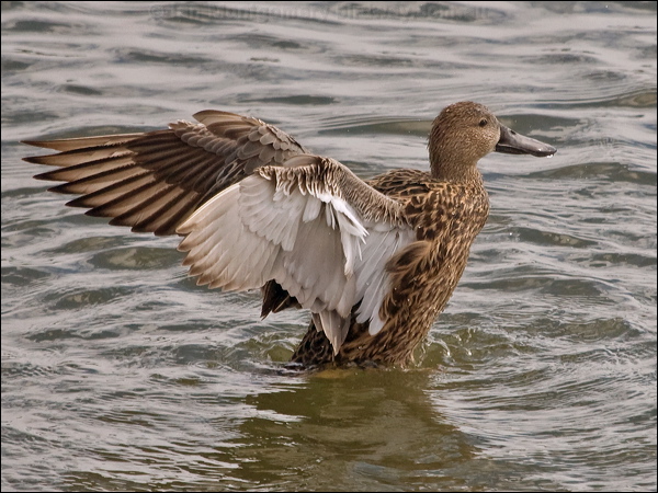 Red Shoveler red_shoveler_208170.psd