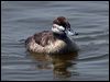 ruddy_duck_66204