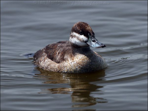 Ruddy Duck ruddy_duck_66204.psd