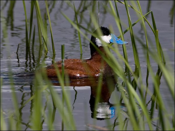 Ruddy Duck ruddy_duck_68058.psd