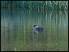 smew_143508
