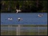 smew_143611