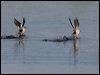 smew_143624