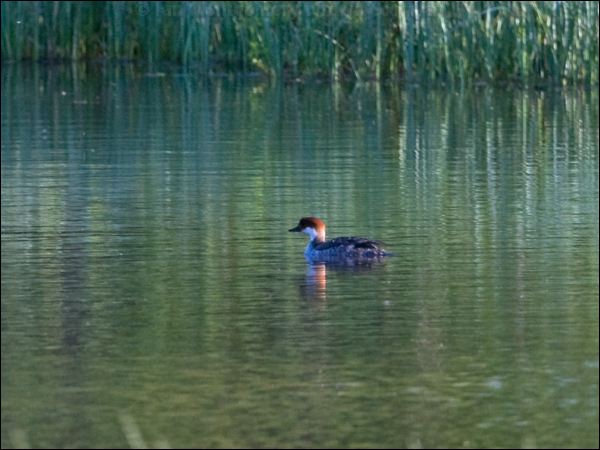 Smew smew_143508.psd