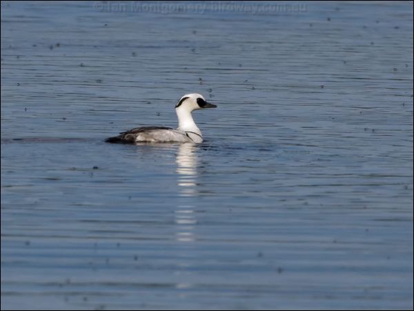 Smew smew_143623.psd