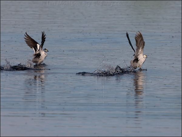 Smew smew_143624.psd