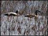 spectacled_eider_66595