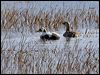 spectacled_eider_66598