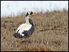 spectacled_eider_66695