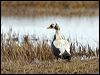 spectacled_eider_66698