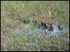 spotwhistlingduck104507