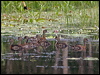 spotwhistlingduck_211169