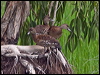spotwhistlingduck_211172