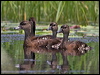 spotwhistlingduck_211189