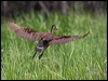 spotwhistlingduck_211194