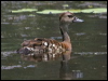 spotwhistlingduck_211228