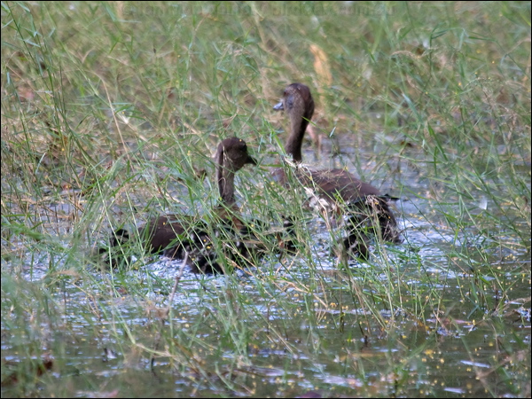 Spotted Whistling-Duck spotwhistlingduck104506.psd
