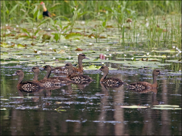 Spotted Whistling-Duck spotwhistlingduck_211169.psd