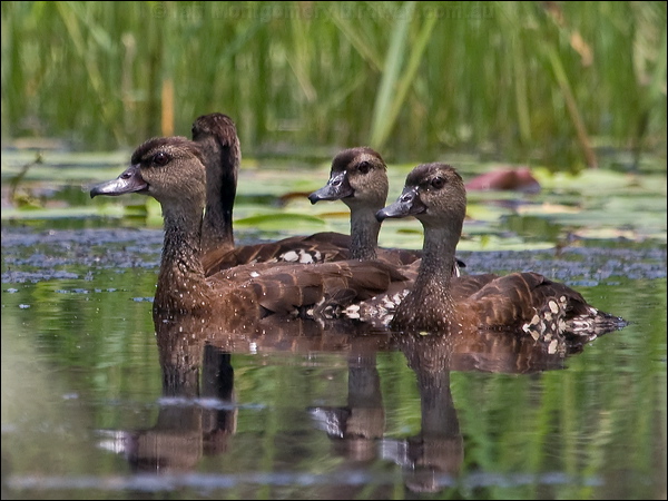 Spotted Whistling-Duck spotwhistlingduck_211189.psd