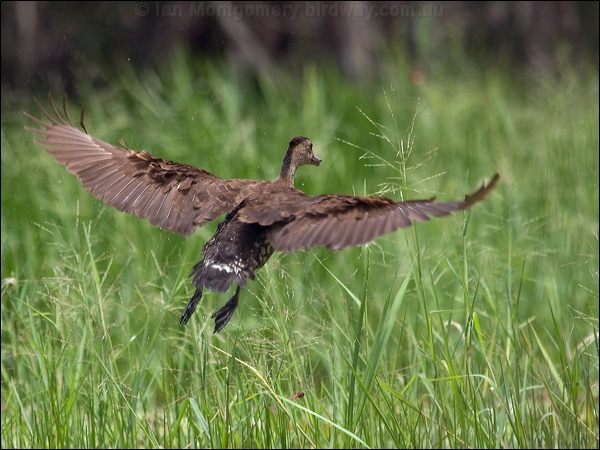 Spotted Whistling-Duck spotwhistlingduck_211194.psd
