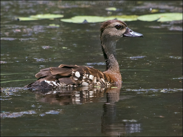 Spotted Whistling-Duck spotwhistlingduck_211228.psd