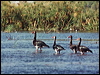 Click here to enter gallery and see photos of Spur-winged Goose
