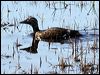 stellers_eider_66483