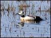 stellers_eider_66486