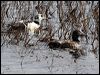 stellers_eider_66590