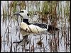 stellers_eider_66669