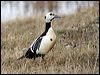 Click here to enter gallery and see photos of Steller's Eider