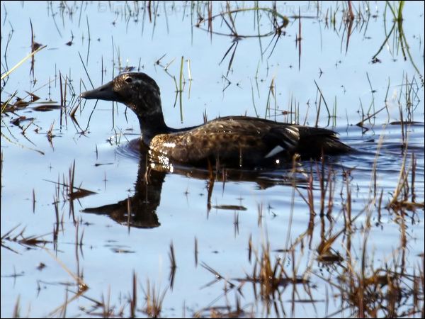 Steller's Eider stellers_eider_66483.psd