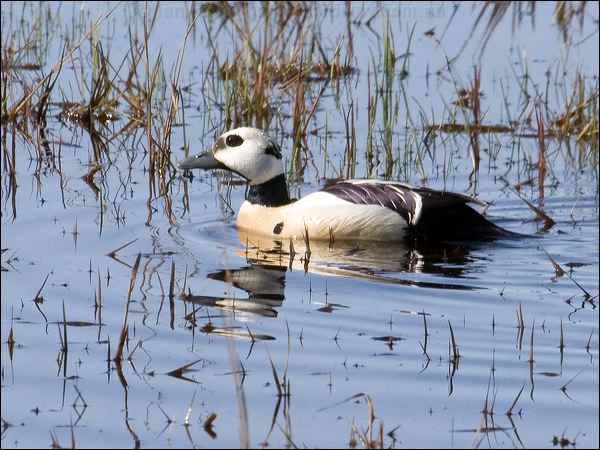 Steller's Eider stellers_eider_66486.psd