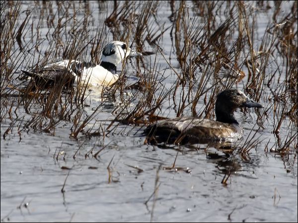 Steller's Eider stellers_eider_66590.psd