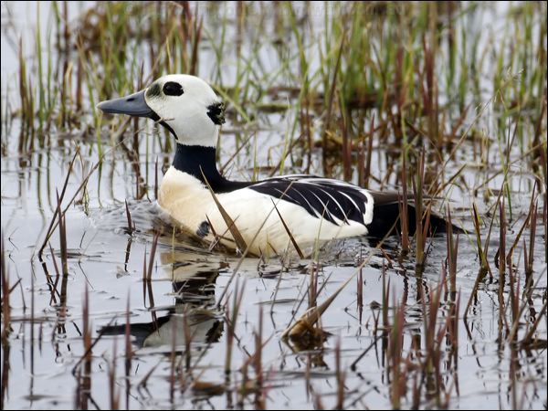Steller's Eider stellers_eider_66669.psd
