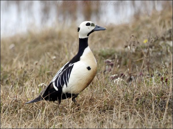 Steller's Eider stellers_eider_66676.psd