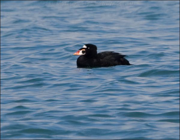Surf Scoter surf_scoter_107820.psd