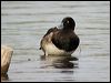 tufted_duck_05619
