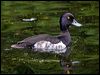 tufted_duck_144602