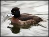 tufted_duck_83656