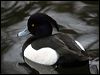 tufted_duck_83834