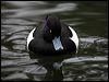 tufted_duck_83840