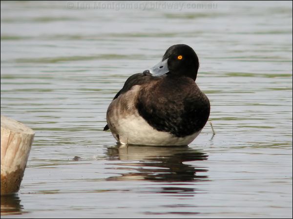 Tufted Duck tufted_duck_05619.jpg